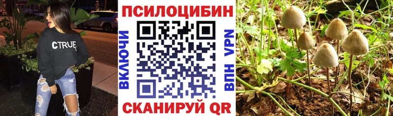 где найти   Новохопёрск  Псилоцибиновые грибы Cubensis 